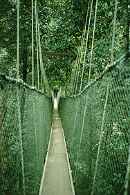 Der Canopy-Walkway, Hängebrücke durch die Baumriesen im Taman Negara Nationalpark