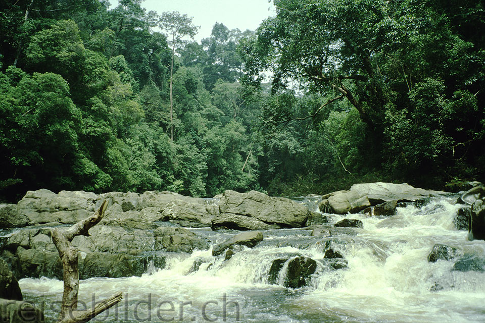 Auf einer Flussfahrt im Taman Negara Nationalpark