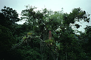 Tropische Pflanzenvielfalt