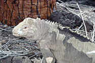 Land-Leguan auf Galapagos