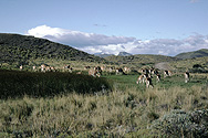 Guanaco-Herde im Nationalpark