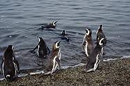 Pinguine auf der Península Valdéz in Patagonien