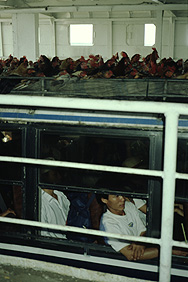 Hühnertransport im Mekong-Delta zwischen Can Tho und Saigon